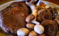 How to cook mushrooms japanese style