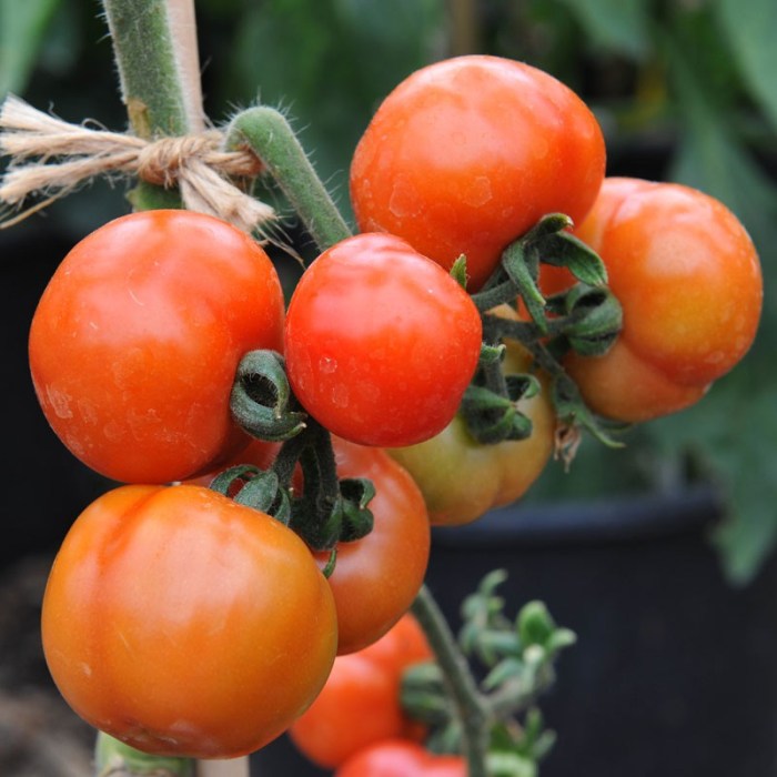 How to cook green tomatoes indian style